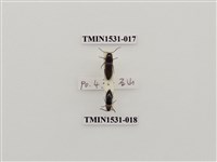 藏品(叩頭蟲科)的圖片